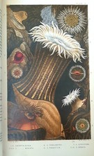 A History of the British