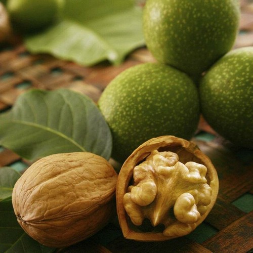 Walnut tree seeds - 1,