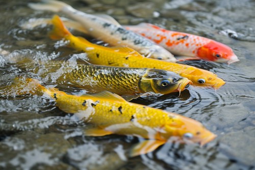Japanese koi carp fish canvas - carp,