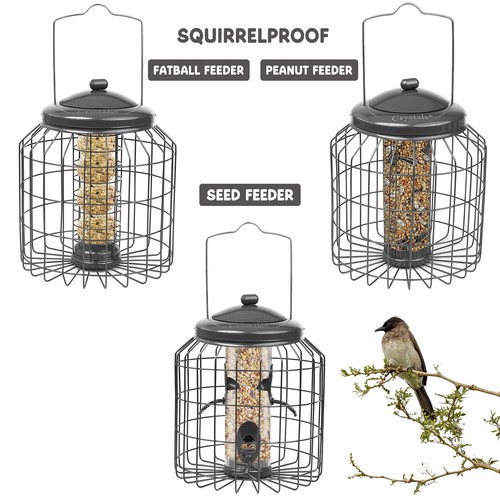 Squirrel proof hanging - hanging, bird
