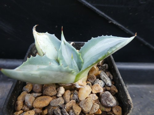 Agave isthmensis ohi - ohi, rajin