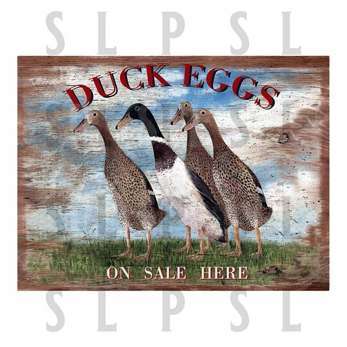 Duck eggs sale here - duck, retro