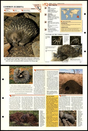 Common echidna mammals - echidna, #97