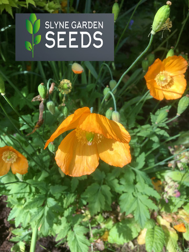 Welsh poppy orange yellow - poppy,