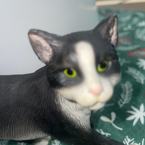 Beautiful black and white cat - white,