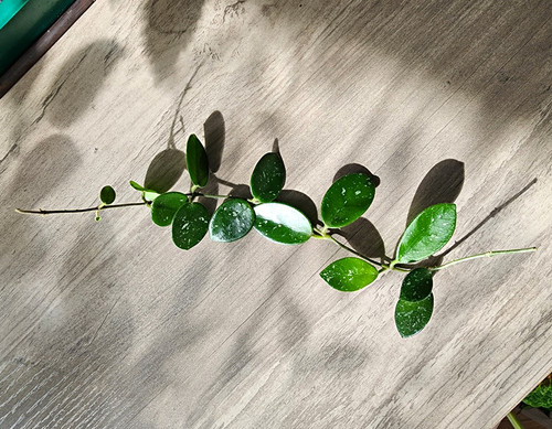 Hoya variegated plant cutting - hoya,