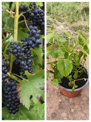 Grape vine young seedlings - grape,