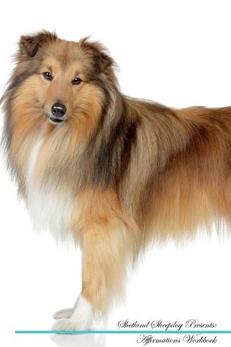 Shetland sheepdog affirmations - sheepdog,