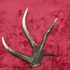 FANCY RED DEER ANTLER 314g