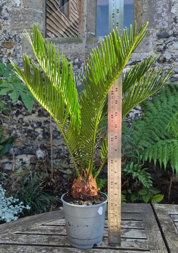 Cycas revoluta sago - cycas,