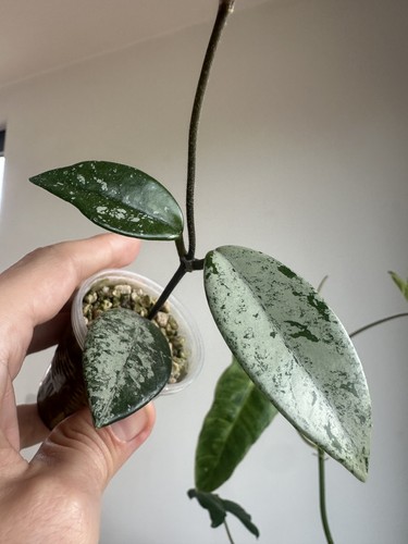 Hoya wilbur graves - hoya, rooted