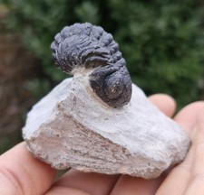 Trilobite Fossil - Boeckops -