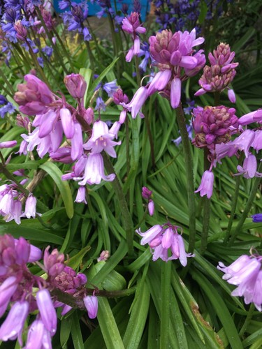 Ten bulbs pink - of, bluebell