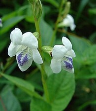 Chinese Violet - Coromandel -