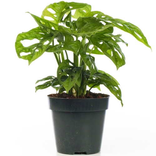 Monstera obliqua monkey - obliqua,