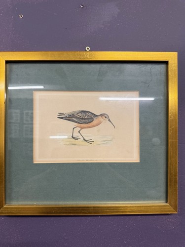 Bird print framed - bird,
