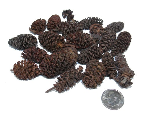 Birch cones fish - cones,
