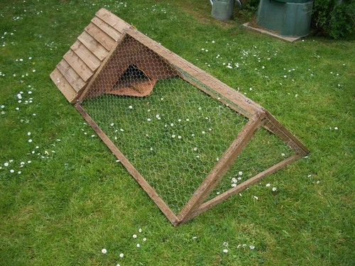 Guinea pig rabbit - rabbit, run