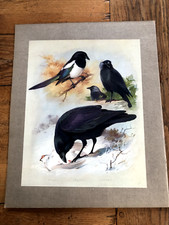 1900s large cromolithograph - , of