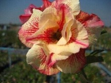 10 seeds of ADENIUM OBESUM