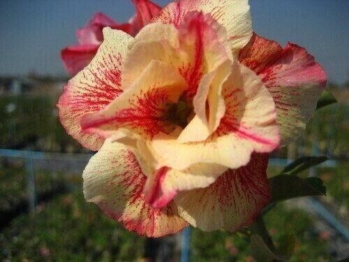 Seeds adenium obesum - 10,