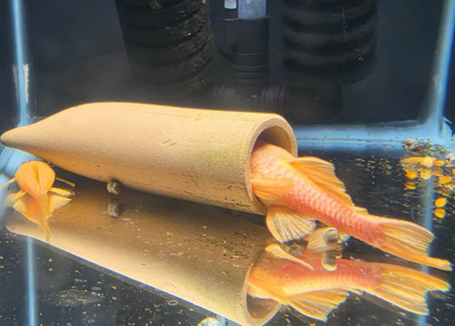 Albino bristlenose plecos - albino,
