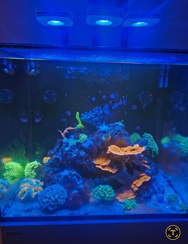 Red sea reefer 170 - 170, g2