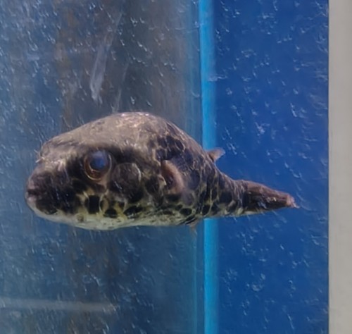 Spotted congo puffer - congo,