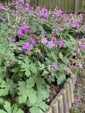 Hardy Geranium, 9 cm Pots 5