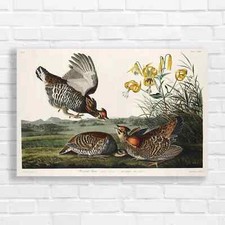 Ruffed Grouse Bird Naturework