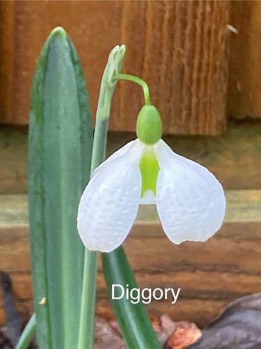 Galanthus diggory rare - galanthus,