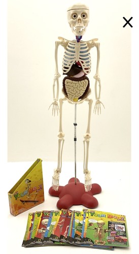 How your body works build - your,