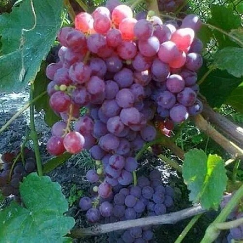 Realines pink sidlies grape - realines,