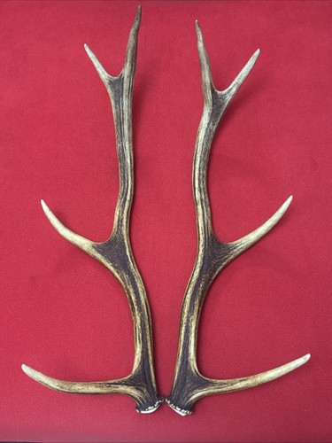 Pair red deer antlers - deer,
