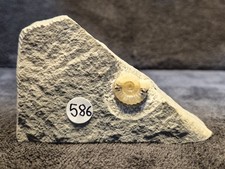 Calcite Jurassic Ammonite