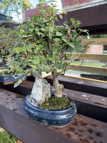 Chinese elm bonsai - chinese,
