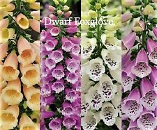 Dwarf Mixed Foxgloves Seeds