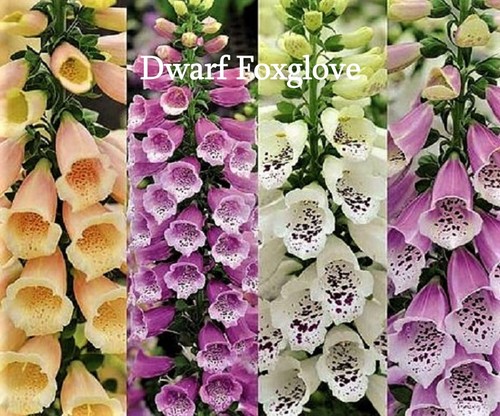 Dwarf mixed foxgloves - dwarf,
