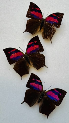 Real butterfly anaea specimens - real,