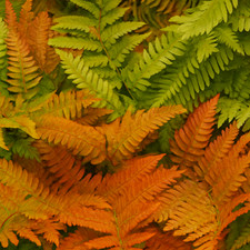 Large, Garden Ready Plant -