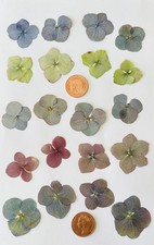 Pressed Mixed Dried Hydrangea