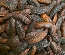 Tonka beans (Dipteryx odorata)
