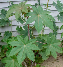 Ricinus communis dried - 35+,
