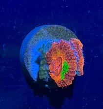Green Confetti Rainbow Acan Lord High End Coral Frag