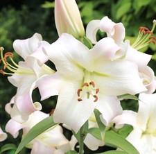 4 x Lily Pretty Woman Bulbs -