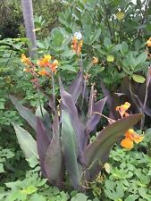 CANNA SMOKEY FLAME - 5 x seeds - tropical exotic plant with bright flowers