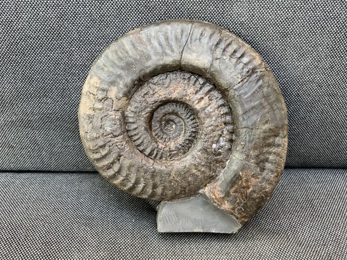 Whitby hildoceras fossil - hildoceras,