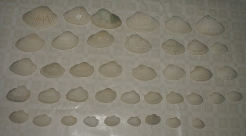 Clam mussel shells from - shells,