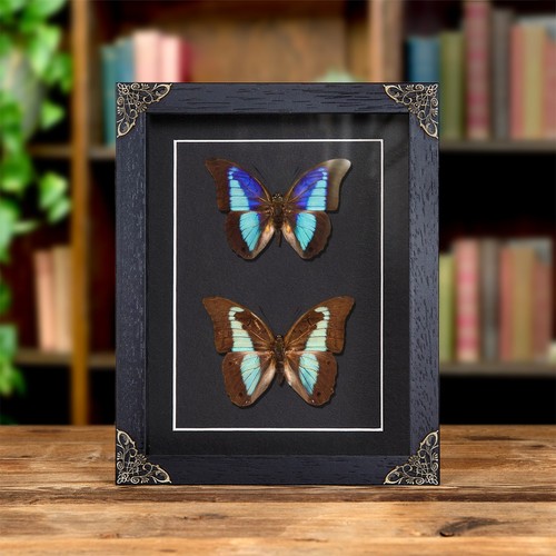 Shaded blue leafwing butterfly - shaded-blue,