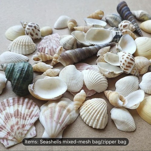 Mixed beach sea - mixed, shells